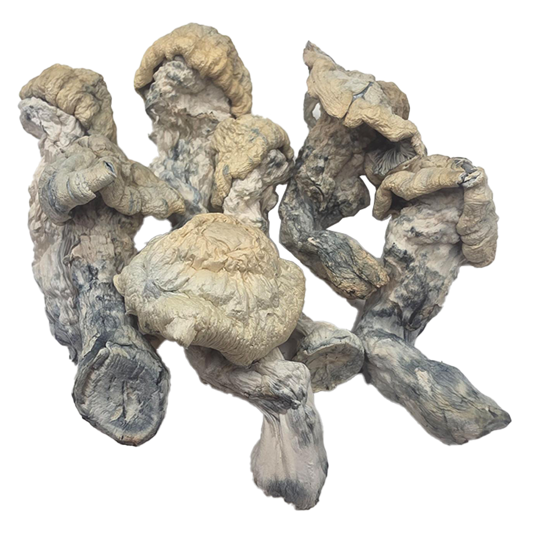 Falkor-Mushrooms.jpg