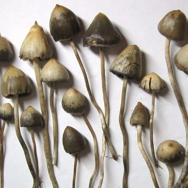 LIBERTY CAP MUSHROOMS