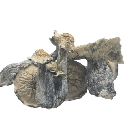Albino-Lucid-Gate-Mushroom-1024x1024-1.jpg